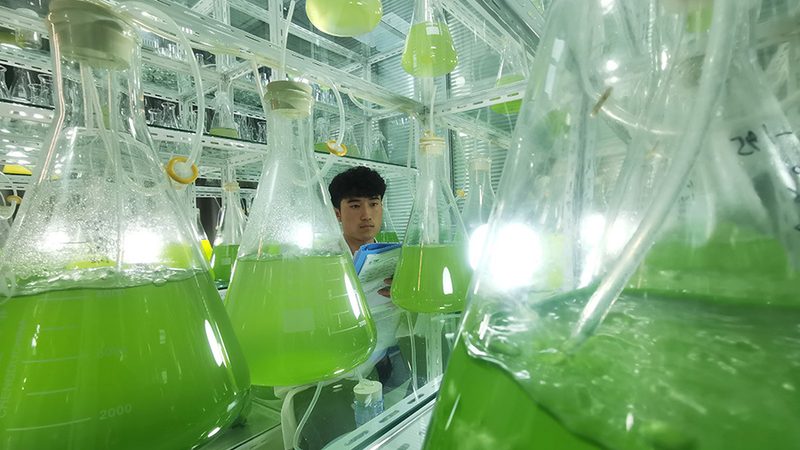 脂肪酶生产：揭秘高效生物催化工艺的奥秘**